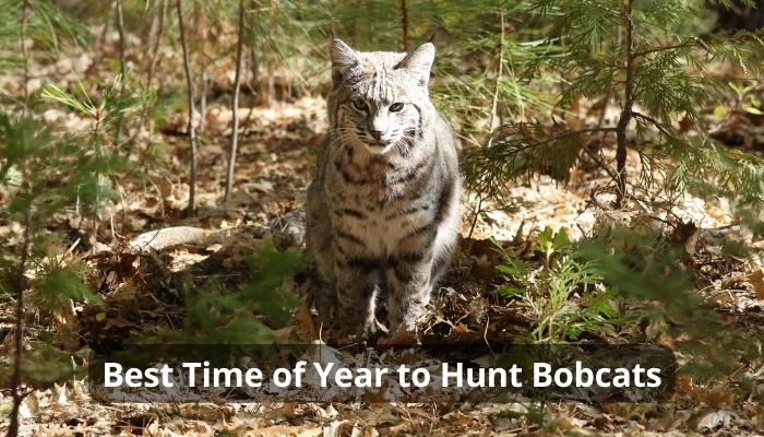 Best Time of Year to Hunt Bobcats