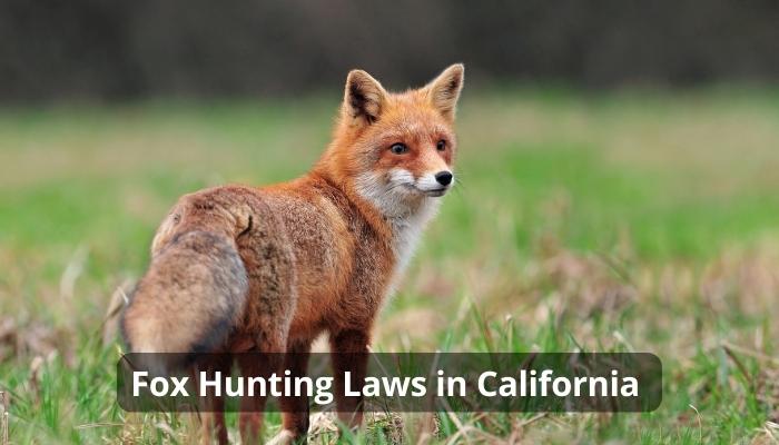 Fox Hunting Laws in California