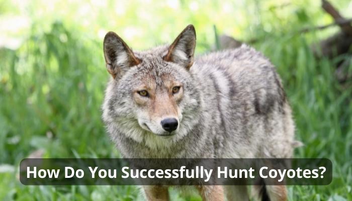 How Do You Successfully Hunt Coyotes?