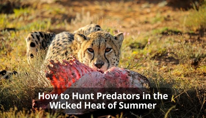 How to Hunt Predators in the Wicked Heat of Summer
