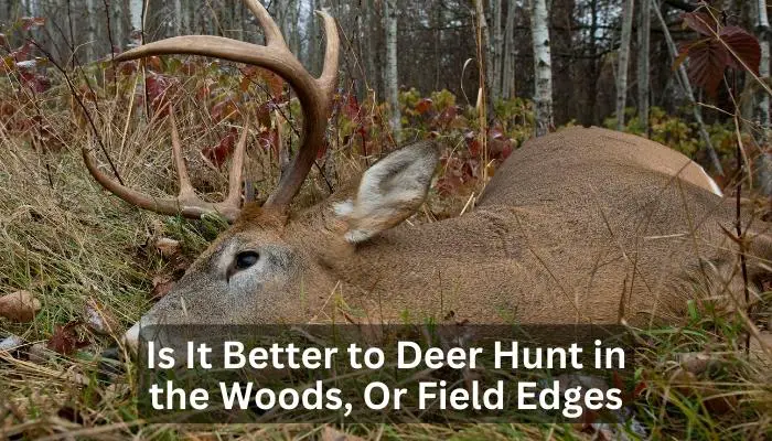 Is It Better to Deer Hunt in the Woods or Field Edges? [Uncover Secrets!]