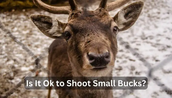 Is It Ok to Shoot Small Bucks?