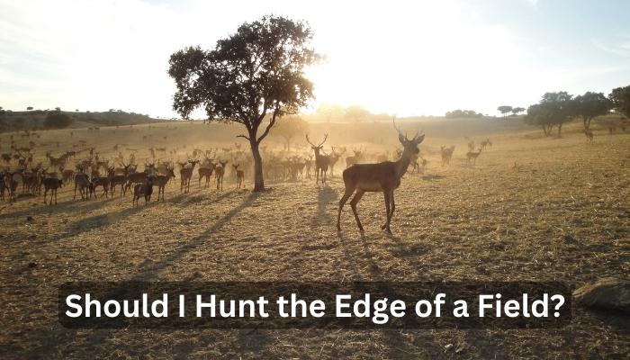 Should I Hunt the Edge of a Field?