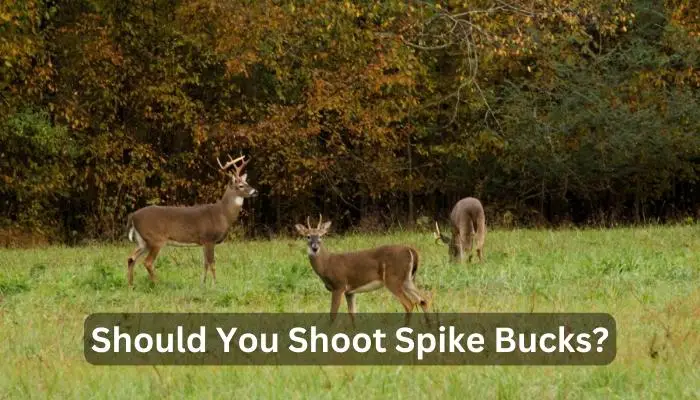 Should You Shoot Spike Bucks