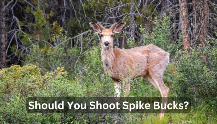 Should You Shoot Spike Bucks