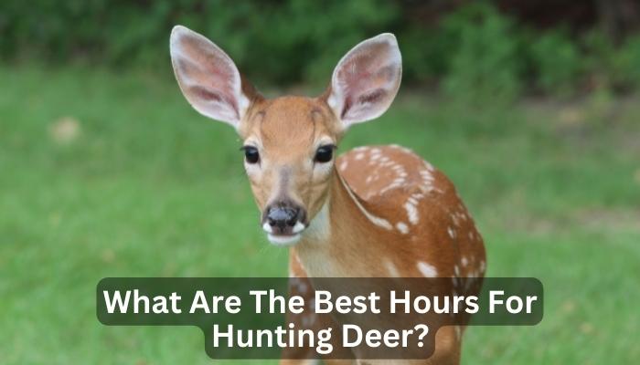 What Are The Best Hours For Hunting Deer?