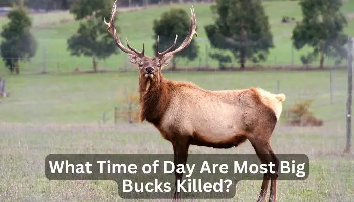 What Time of Day Are Most Big Bucks Killed?