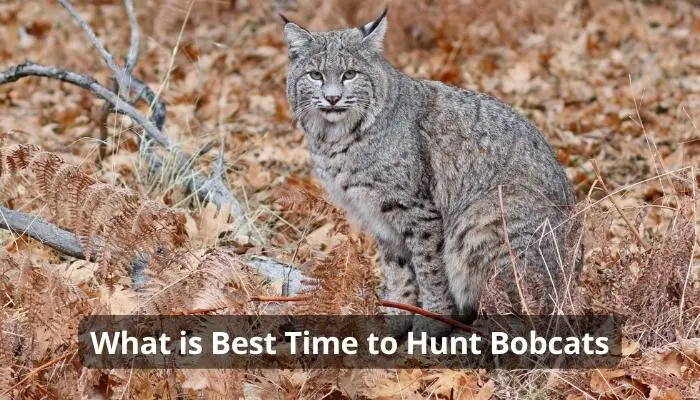 What is Best Time to Hunt Bobcats