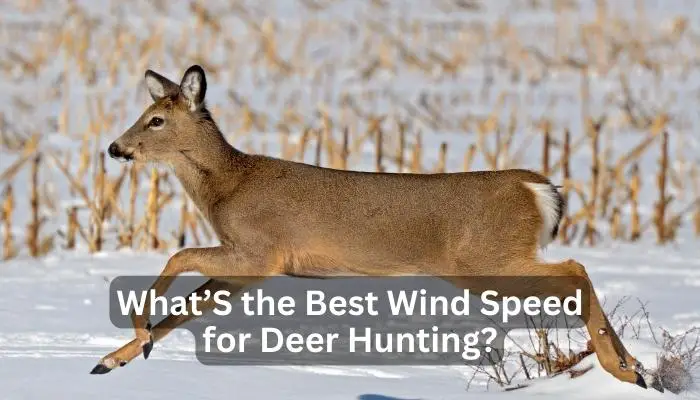 What’S the Best Wind Speed for Deer Hunting?