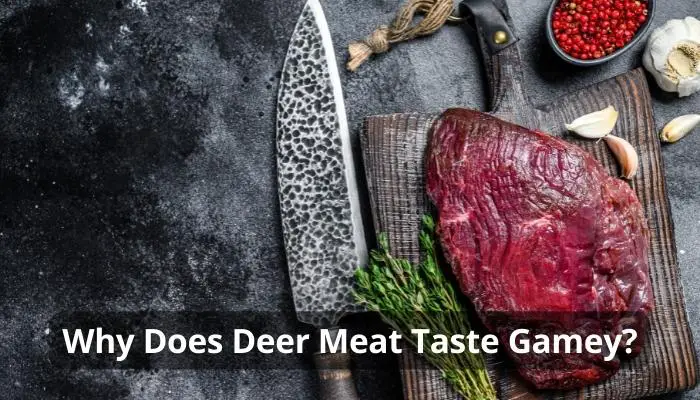 Why Does Deer Meat Taste Gamey?