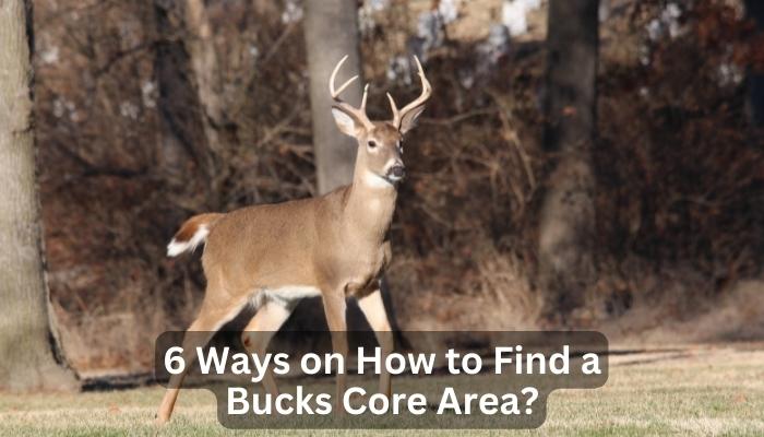 6 Ways on How to Find a Bucks Core Area?
