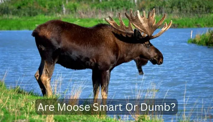 Are Moose Smart Or Dumb?