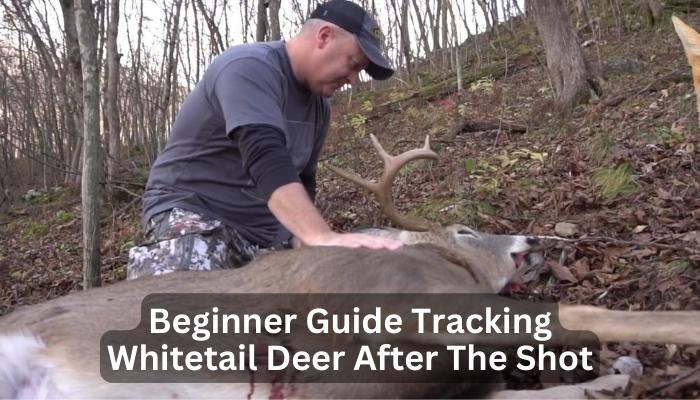 Beginner Guide Tracking Whitetail Deer After The Shot 2023