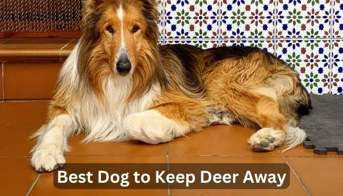 Best Dog to Keep Deer Away