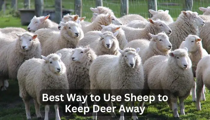 Best Way to Use Sheep to Keep Deer Away