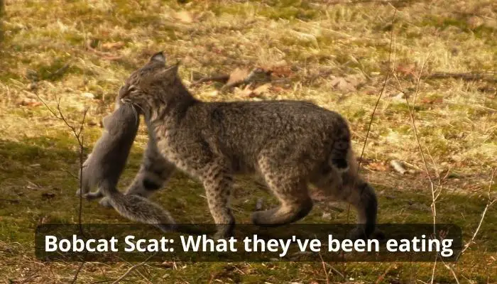 Bobcat Scat: What they've been eating