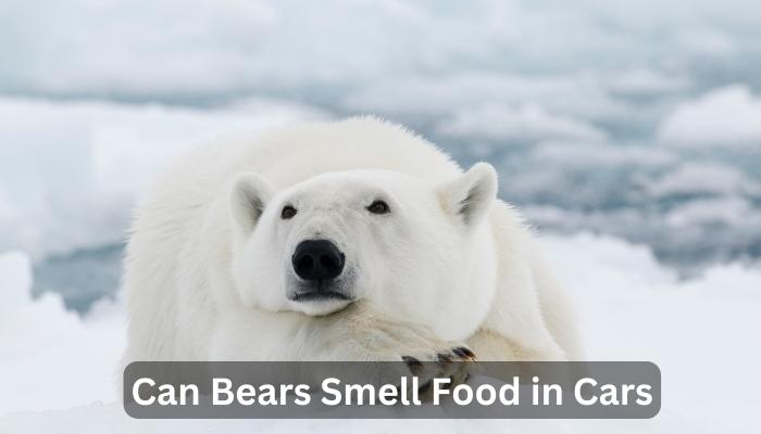 Can Bears Smell Food in Cars