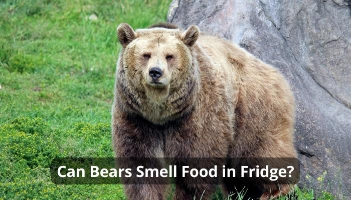 Can Bears Smell Food in Fridge?
