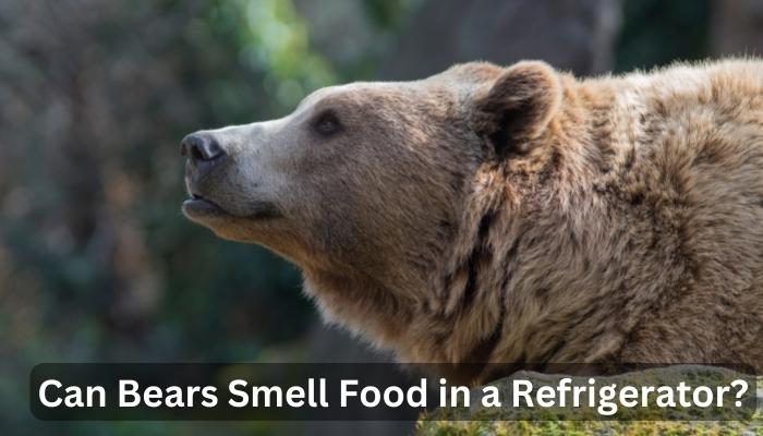 Can Bears Smell Food in a Refrigerator?