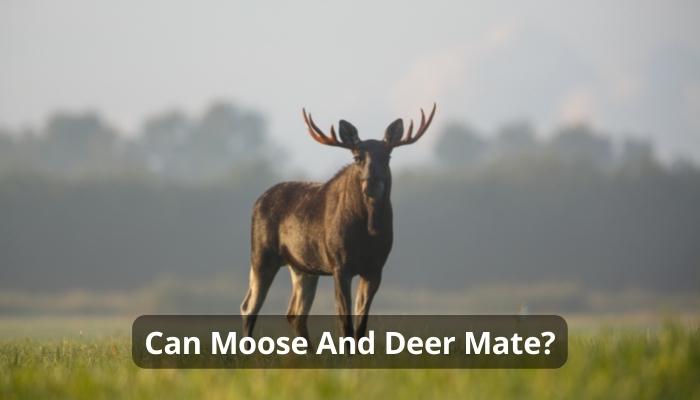 Can Moose And Deer Mate?