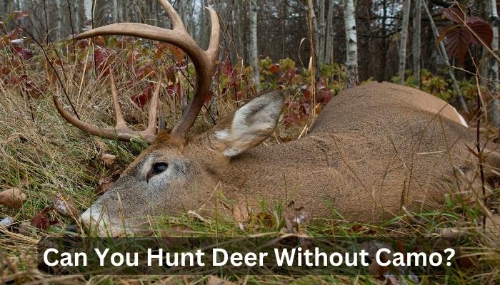 Can You Hunt Deer Without Camo?