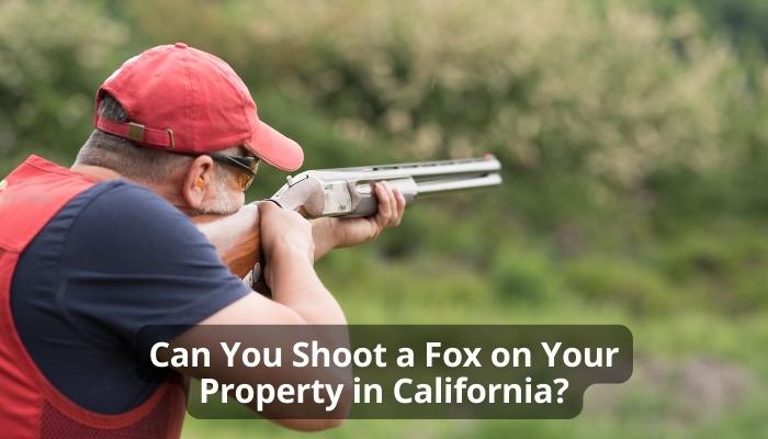 Can You Shoot a Fox on Your Property in California?