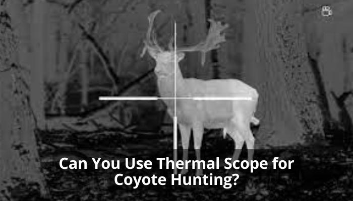Can You Use Thermal Scope for Coyote Hunting?