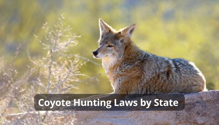 Coyote Hunting Laws By State [Mastering the Regulations for a Successful Hunt]