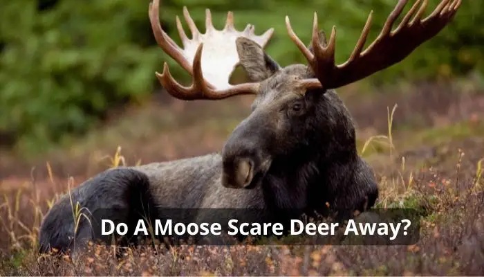 Do A Moose Scare Deer Away?