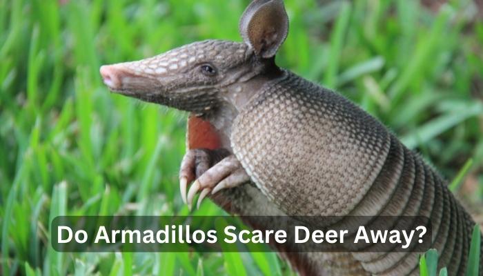 Do Armadillos Scare Deer Away?