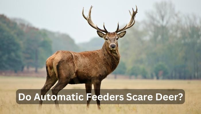 Do Automatic Feeders Scare Deer?