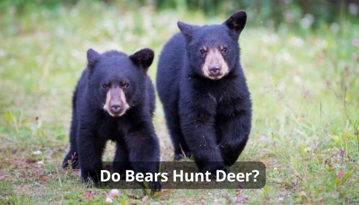 Do Bears Hunt Deer?