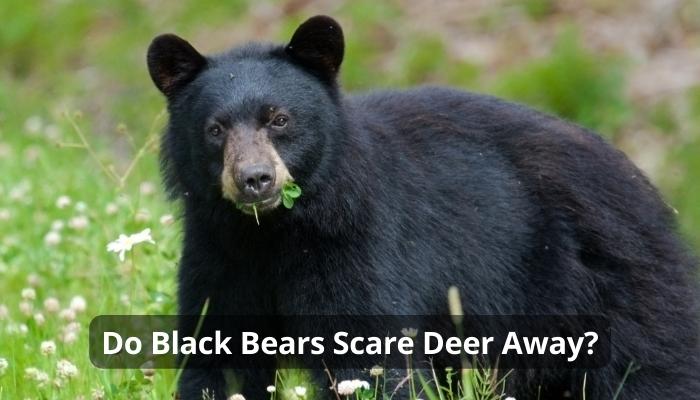 Do Black Bears Scare Deer Away