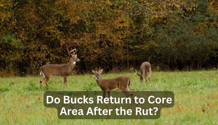 Do Bucks Return to Core Area After the Rut?