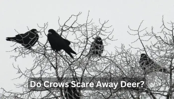 Do Crows Scare Away Deer?