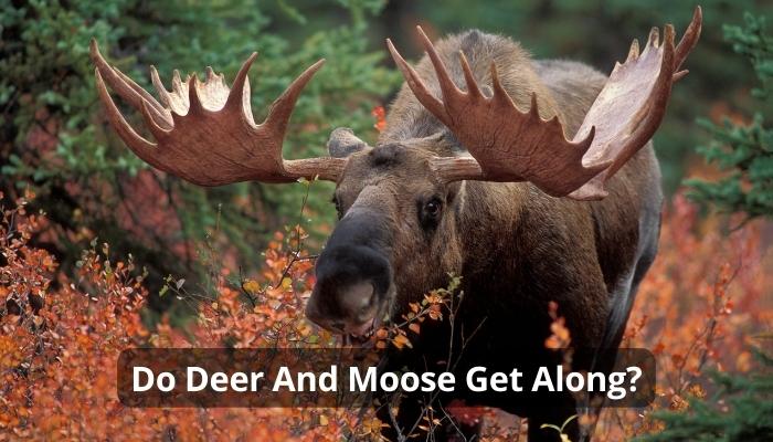 Do Deer And Moose Get Along?