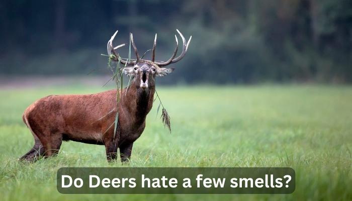 Do Deers hate a few smells?