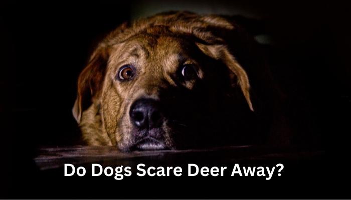Do Dogs Scare Deer Away? Depth Answer