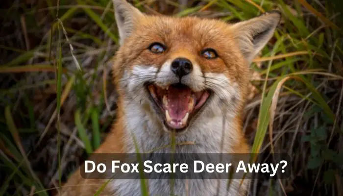 Do Fox Scare Deer Away?