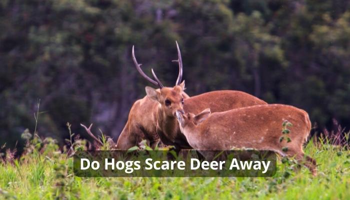 Do Hogs Affect Deer?
