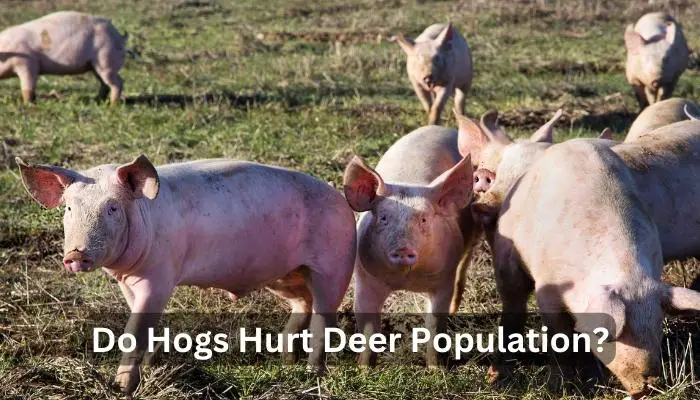 Do Hogs Hurt Deer Population