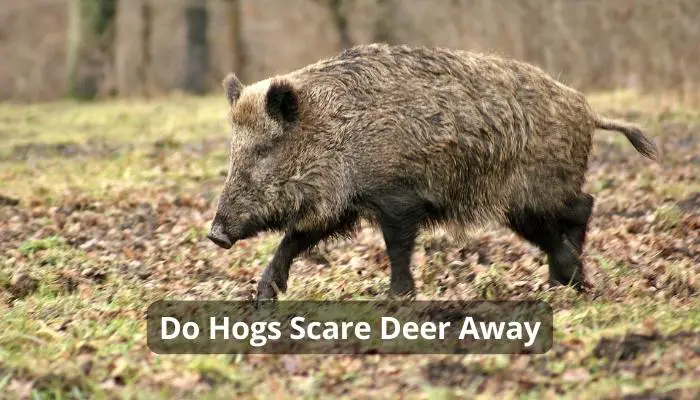 Do Hogs Scare Deer Away
