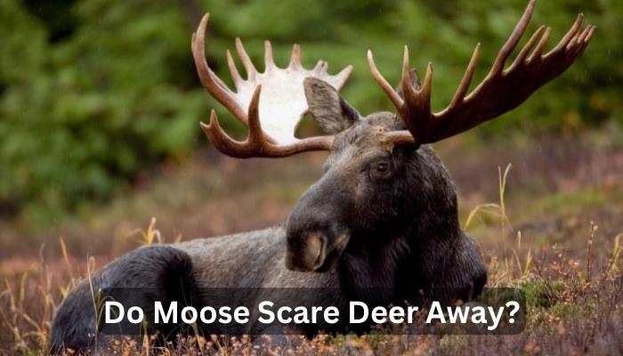 Do Moose Scare Deer Away?