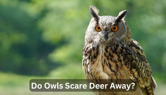 Do Owls Scare Deer Away?