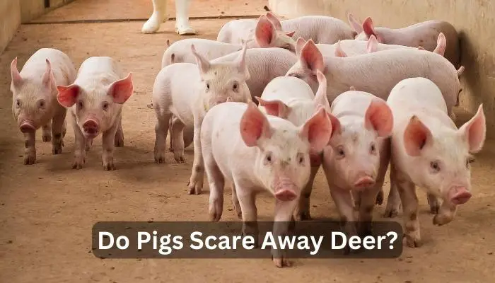 Do Pigs Scare Away Deer