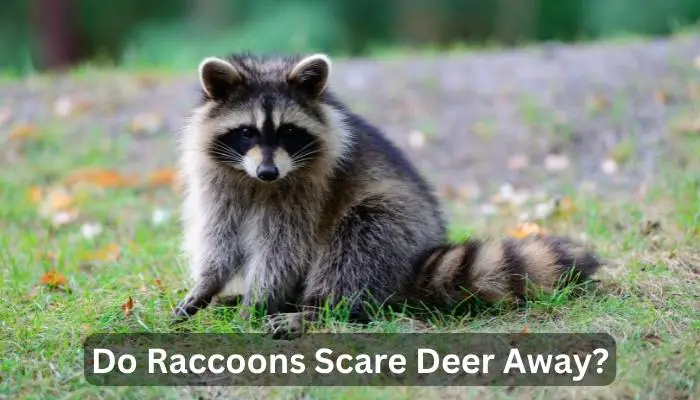 Do Raccoons Scare Deer Away?