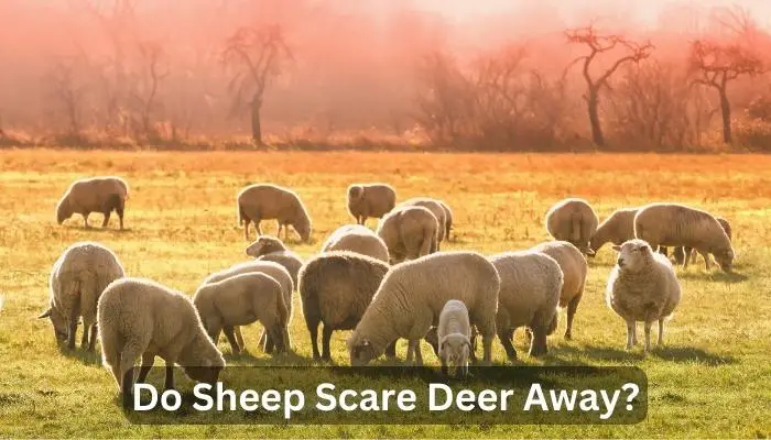 Do Sheep Scare Deer Away?