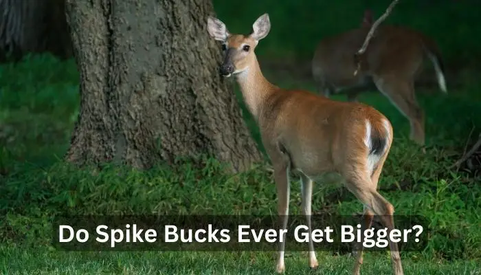 Do Spike Bucks Ever Get Bigger?