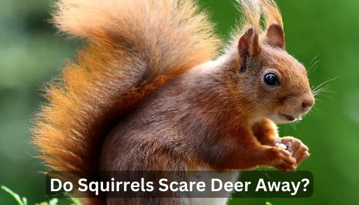 Do Squirrels Scare Deer Away?