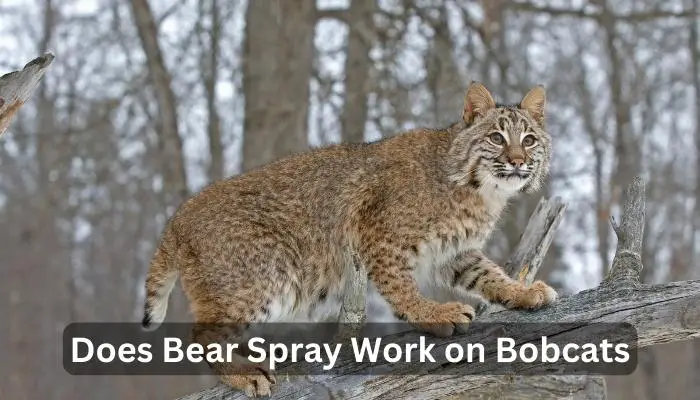 Does Bear Spray Work on Bobcats
